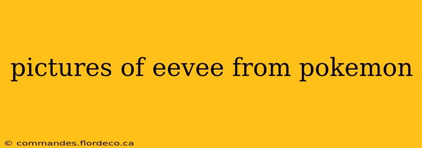 pictures of eevee from pokemon